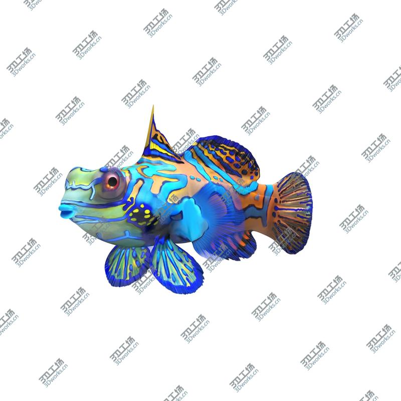 images/goods_img/202105072/Coral Fishes Rigged Collection 2 for Cinema 4D model/5.jpg